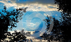 Silhouette of tree leaves on blue cloudy sunset