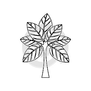 Silhouette tree with leaves and trunk