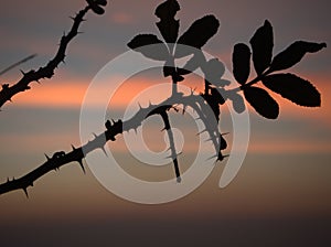 Silhouette of tree limb with sunrise.