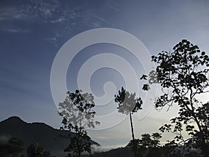 Silhouette tree and litle mountain