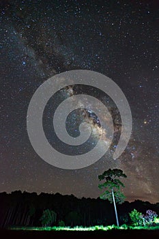 Silhouette of Tree and Milky Way Phu Hin Rong Kla National Park,Phitsanulok Thailand