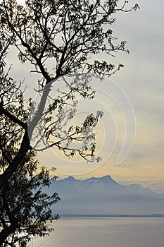 Silhouette of a Tree overlooking Lake and Mountains