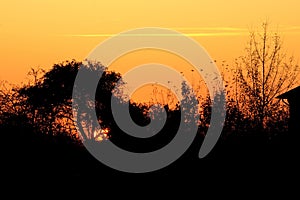 Silhouette of a tree and part of a house in the village. Orange red dawn.