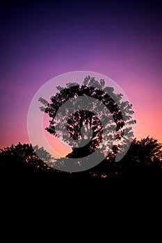 silhouette tree with purple and pink twilight sky