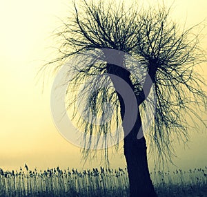 Silhouette of a tree and rushes with a glow