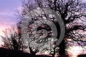 Suffolk tree silouette