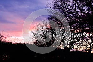 Suffolk tree silouette
