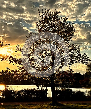 Silhouette of a tree on the shore of a lake at sunset