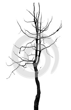 Silhouette tree single