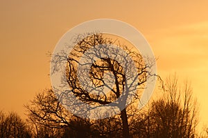 Silhouette of tree skeleton at sunset winter