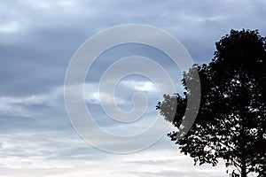 Silhouette tree with a sky background with cloudy skies.