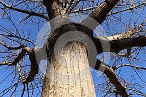 Silhouette of the tree, sky background, landscape and background