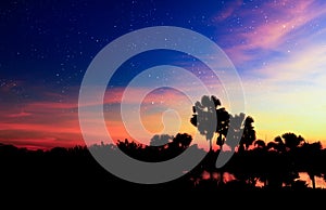 Silhouette of tree and skylight,