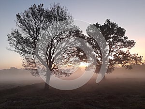 Silhouette tree smog sun