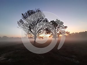 Silhouette tree smog sun light sky