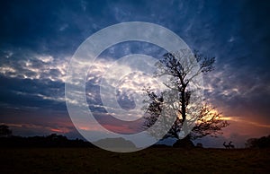 Silhouette of Tree and Stags at Sunset