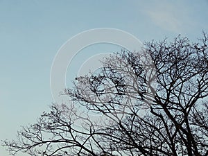 Silhouette tree and street light post against blue sky