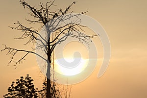 Silhouette tree with sun set on background