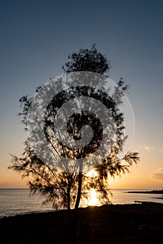 Silhouette of a tree at sunrise in the ocean. Bright sunlight rays through the tree