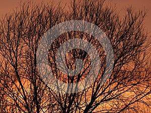 Silhouette of a tree at sunset.