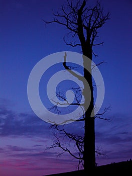 Silhouette Tree at Sunset