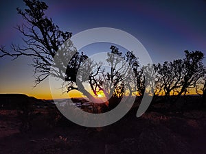 silhouette of a tree at sunset in autumn