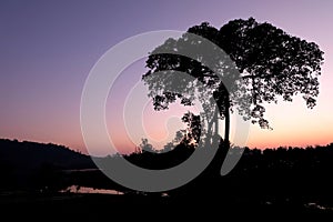 silhouette of a tree on sunset background