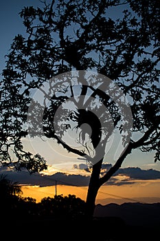 Silhouette of a tree with a sunset in the background.