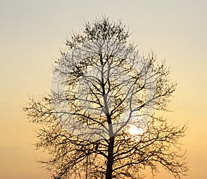 Silhouette of tree on sunset