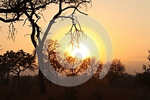 Silhouette tree at sunset on safari in South Africa