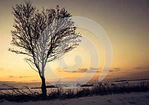 silhouette of tree at the sunset in winter