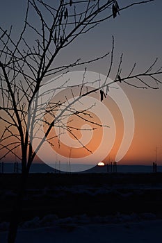 Silhouette of a tree at sunset in winter