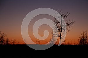 The silhouette of a tree at sunset, winter