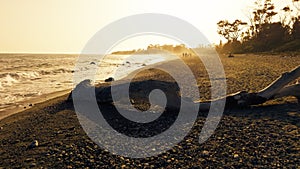 Silhouette of a Tree Trunk On The Beach And Saltiness On The Coast