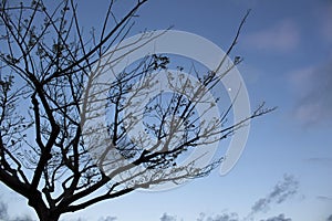 Silhouette of a tree at twilight