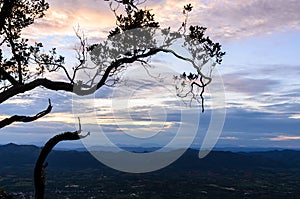 Silhouette of tree at twilight