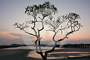 Silhouette tree with twilight sky at the seaside ferry pier