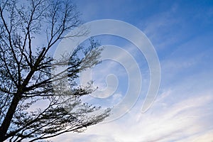 Silhouette tree under blue sky