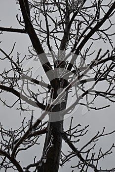 Silhouette tree in a winter day