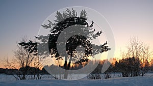 Silhouette of tree in winter landscape with forest on background at sunset.