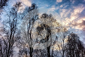 Silhouette of trees against colorful evening sky