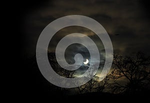 Silhouette of trees against the crescent at night