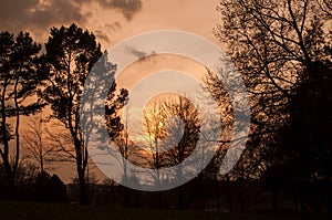 silhouette trees against a magical sunset