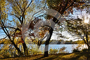 Silhouette of Trees Along the River Bank