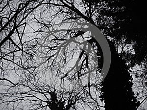 Silhouette of trees in black and white