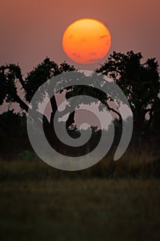 Silhouette trees during a breathtaking sunset in the evening in Spanish Dehesa Salamanca Spain