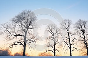 silhouette of trees at dawn with snow