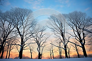 silhouette of trees at dawn with snow