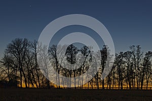 Silhouette of trees growing on the fence line