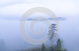 the silhouette of trees and hills in the fog. early morning before dawn in the forest, minimalism in landscape